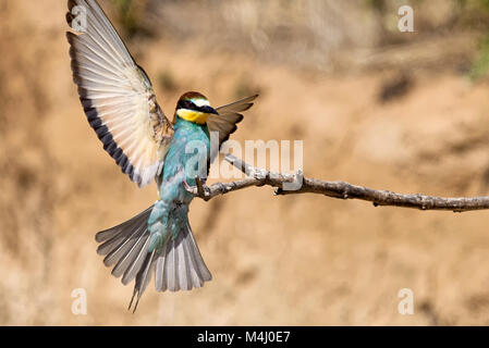 Bee-eater Landung auf einem Zweig Stockfoto