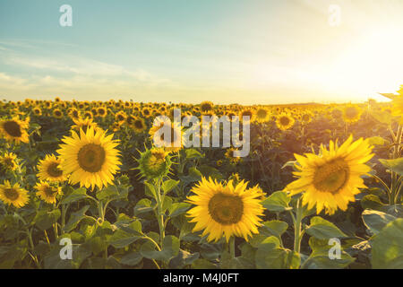 Gelbe Sonnenblumen auf dem Feld Ackerland mit blauen bewölkten Himmel Stockfoto