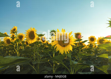 Gelbe Sonnenblumen auf dem Feld Ackerland mit blauen bewölkten Himmel Stockfoto