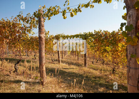 Weinberg, großem Betrachtungswinkel und im Herbst mit gelben Blätter an einem sonnigen Tag, Vanishing Point Stockfoto