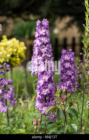 Lila rittersporn Blume im Garten Stockfoto