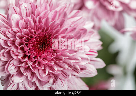 Nahaufnahme einer rosa Blume Chrysantheme Stockfoto