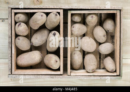 Chitting Solanum tuberosum 'Pink Zigeuner' im Winter. Stockfoto