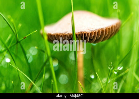 Lonely Pilz auf der Wiese, Perlen der Tau auf Gras Stockfoto