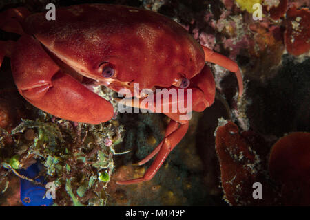 Carpilius convexus - Arten von Krabben, die das Leben im Indopazifik. Bild in der Nähe von Panglao Island, Philippinen genommen Stockfoto