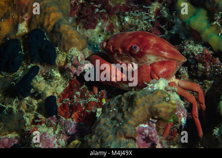 Carpilius convexus - Arten von Krabben, die das Leben im Indopazifik. Bild in der Nähe von Panglao Island, Philippinen genommen Stockfoto