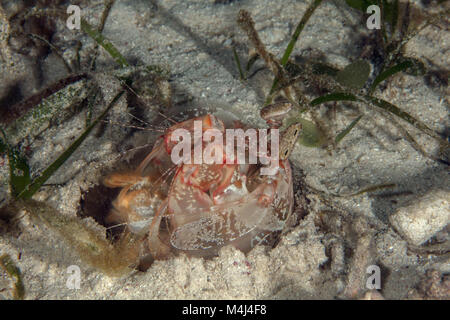 Lisa's Mantis Shrimp (Lysiosquillina Lisa) in einem Graben. Bild auf der Insel Panglao, Philippinen genommen Stockfoto