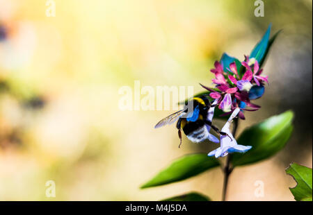 Biene auf Blüten in einer Herbst Sonnenaufgang gehockt Stockfoto