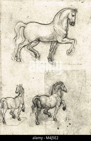 Drei Studien von Pferden, equine Anatomische Zeichnung, gezeichnet von Leonardo Da Vinci, 1452-1519 Stockfoto