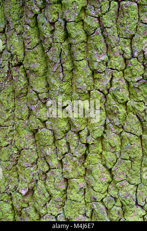 Baumrinde close-up, Moos, Baumrinde, auf Baumstamm Flechten Stockfoto