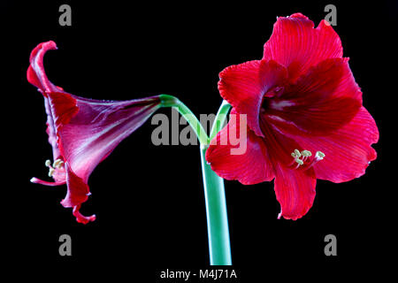 rote Blume Nahaufnahme auf schwarzem Hintergrund Stockfoto