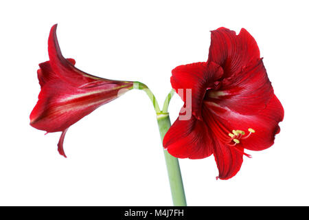 Rote Amaryllis isoliert auf weißem Hintergrund Stockfoto