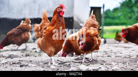Hühner auf traditionelle Freilandhaltung Geflügelfarm. Stockfoto