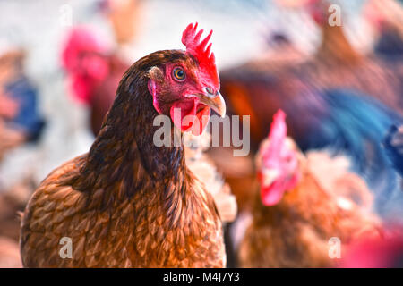 Hühner auf traditionelle Freilandhaltung Geflügelfarm. Stockfoto