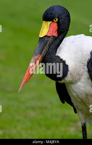 Sattel – abgerechnet Storch Stockfoto