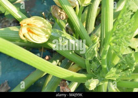 Nahaufnahme der unreifen Zucchini noch an der Pflanze Stockfoto