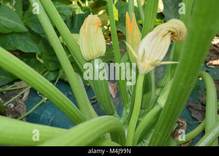 Nahaufnahme der unreifen Zucchini noch an der Pflanze Stockfoto