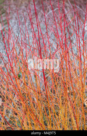 Cornus Sanguinea 'Midwinter Fire'. Hartriegel 'Midwinter Fire' farbigen Stiele vor Rubus biflorus im Winter. RHS Wisley Gardens, Surrey, England Stockfoto