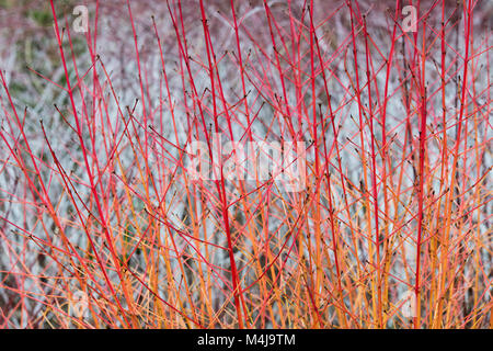 Cornus Sanguinea 'Midwinter Fire'. Hartriegel 'Midwinter Fire' farbigen Stiele vor Rubus biflorus im Winter. RHS Wisley Gardens, Surrey, England Stockfoto