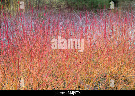 Cornus Sanguinea 'Midwinter Fire'. Hartriegel 'Midwinter Fire' farbigen Stiele vor Rubus biflorus im Winter. RHS Wisley Gardens, Surrey, England Stockfoto