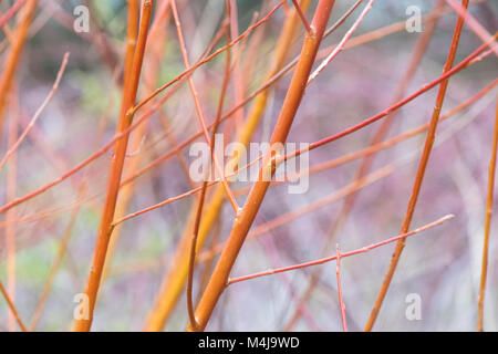 Salix Alba Vitellina Yelverton. Korallenrindenweide „Yelverton“. Orangenstämme im Winter Stockfoto