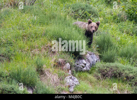 Brauner Bär im Asturischen landet, absteigend den Berg auf der Suche nach foodThe Braunbär (Ursus arctos) ist eine Pflanzenart aus der Gattung der Fleisch fressende SÄUGETIER der Ursidae Stockfoto