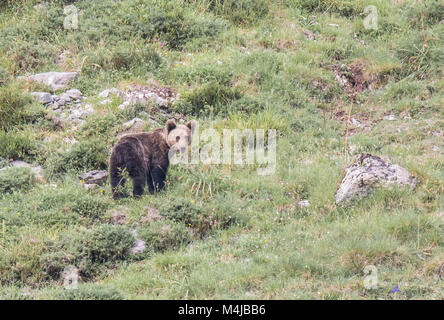 Brauner Bär im Asturischen landet, absteigend den Berg auf der Suche nach foodThe Braunbär (Ursus arctos) ist eine Pflanzenart aus der Gattung der Fleisch fressende SÄUGETIER der Ursidae Stockfoto