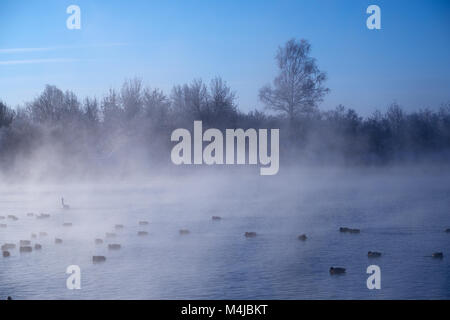 Schwäne und Enten in Nebel auf altai See Svetloe Stockfoto