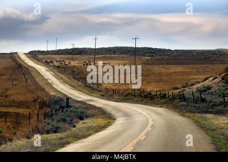 Eine Herde Kühe in der Nähe der Straße, California Stockfoto