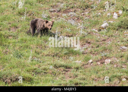 Brauner Bär im Asturischen landet, absteigend den Berg auf der Suche nach foodThe Braunbär (Ursus arctos) ist eine Pflanzenart aus der Gattung der Fleisch fressende SÄUGETIER der Ursidae Stockfoto