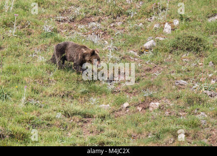 Brauner Bär im Asturischen landet, absteigend den Berg auf der Suche nach foodThe Braunbär (Ursus arctos) ist eine Pflanzenart aus der Gattung der Fleisch fressende SÄUGETIER der Ursidae Stockfoto