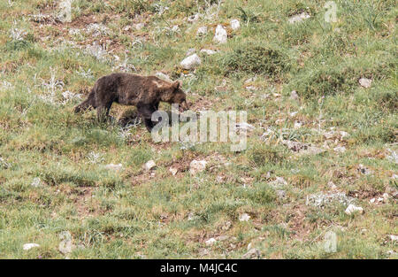 Brauner Bär im Asturischen landet, absteigend den Berg auf der Suche nach foodThe Braunbär (Ursus arctos) ist eine Pflanzenart aus der Gattung der Fleisch fressende SÄUGETIER der Ursidae Stockfoto