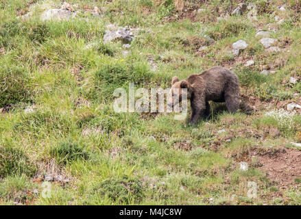 Brauner Bär im Asturischen landet, absteigend den Berg auf der Suche nach foodThe Braunbär (Ursus arctos) ist eine Pflanzenart aus der Gattung der Fleisch fressende SÄUGETIER der Ursidae Stockfoto