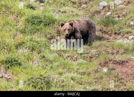 Brauner Bär im Asturischen landet, absteigend den Berg auf der Suche nach foodThe Braunbär (Ursus arctos) ist eine Pflanzenart aus der Gattung der Fleisch fressende SÄUGETIER der Ursidae Stockfoto