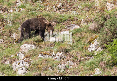 Brauner Bär im Asturischen landet, absteigend den Berg auf der Suche nach foodThe Braunbär (Ursus arctos) ist eine Pflanzenart aus der Gattung der Fleisch fressende SÄUGETIER der Ursidae Stockfoto