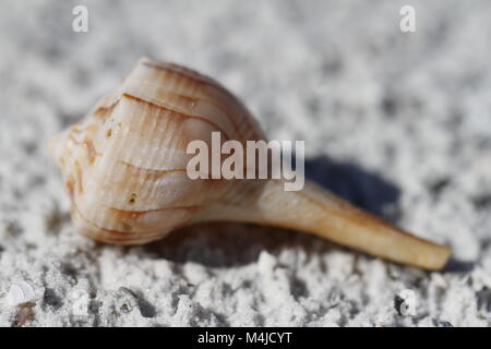 Blitz wellhornschnecken Shell, Sinistrofulgur perversum, auf einem Strand in der Nähe von Naples, Florida gefunden Stockfoto