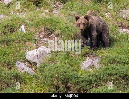 Brauner Bär im Asturischen landet, absteigend den Berg auf der Suche nach foodThe Braunbär (Ursus arctos) ist eine Pflanzenart aus der Gattung der Fleisch fressende SÄUGETIER der Ursidae Stockfoto