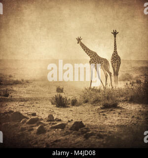 Vintage Bild der Giraffen im Amboseli Nationalpark, Kenia Stockfoto