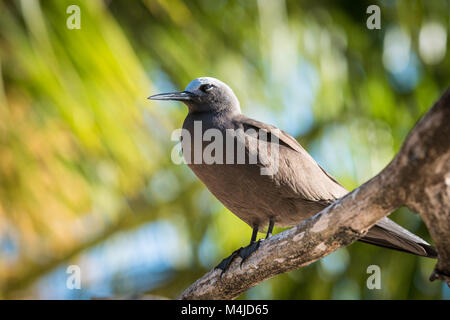 Braun Noddy (Anous stolidus pileatus), Bird Island, Seychellen Stockfoto