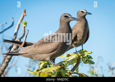 Braun Noddy (Anous stolidus pileatus), Bird Island, Seychellen Stockfoto