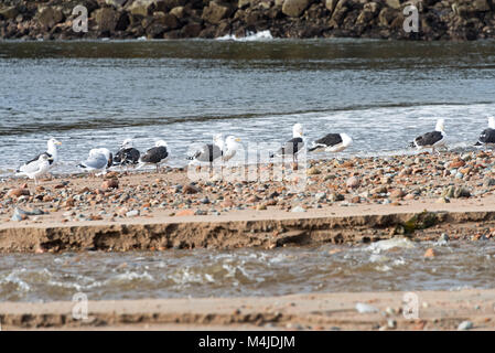 Silbermöwen und black-backed Möwen am Strand in Seal Harbor, Maine. Stockfoto