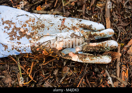 Coralline und anderen marinen Algen auf einem weggeworfenen Gummihandschuh an den Strand in Seal Harbor, Maine gewaschen. Stockfoto