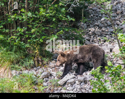 Brauner Bär im Asturischen landet, absteigend den Berg auf der Suche nach foodThe Braunbär (Ursus arctos) ist eine Pflanzenart aus der Gattung der Fleisch fressende SÄUGETIER der Ursidae Stockfoto