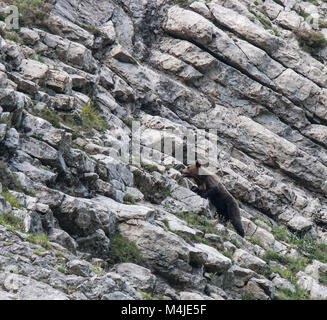 Brauner Bär im Asturischen landet, absteigend den Berg auf der Suche nach foodThe Braunbär (Ursus arctos) ist eine Pflanzenart aus der Gattung der Fleisch fressende SÄUGETIER der Ursidae Stockfoto