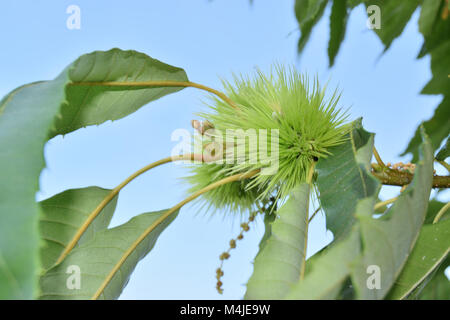 Lockige Kastanien locken immer noch auf dem Baum Stockfoto