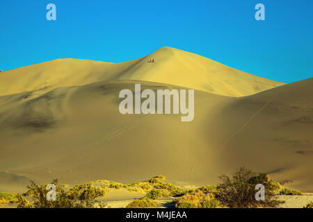 Die sanften Rundungen der gelben Sanddünen Stockfoto