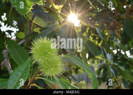 Lockige Kastanien locken immer noch auf dem Baum Stockfoto