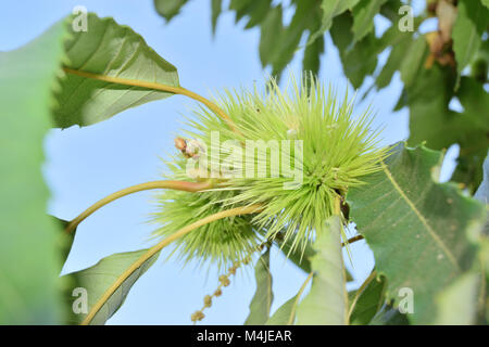 Lockige Kastanien locken immer noch auf dem Baum Stockfoto