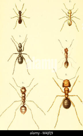 Ameisen, Bienen und Wespen - eine Aufzeichnung der Beobachtungen auf die Gewohnheiten der sozialen Hymenopteren (1915) (14801745763) Stockfoto