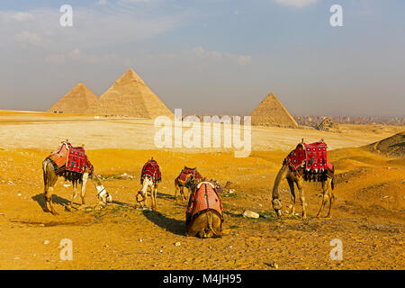 Kamele vor der Großen Pyramide von Gizeh oder Pyramide des Cheops, Pyramide von Cheopshe und die Pyramide des Menkaure, Pyramiden, Giza, Ägypten, Nordafrika Stockfoto